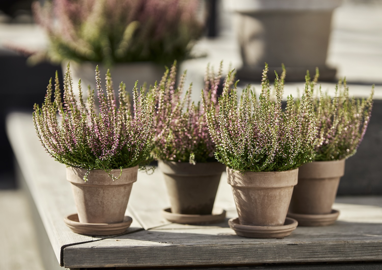Blomsterlandet i Sisjön ställer om till CO₂-baserad kylteknik